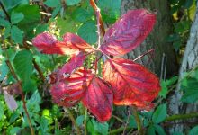 微信投票刷票的机器会被发现吗?人工投票多少钱比较合适