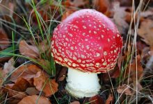 在微信上手动刷票要多少钱，微信上怎么购买手工投票？